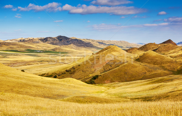 meadow Stock photo © Leonidtit