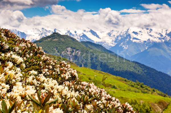 Berg Landschaft schönen Ansicht Wiesen Stock foto © Leonidtit