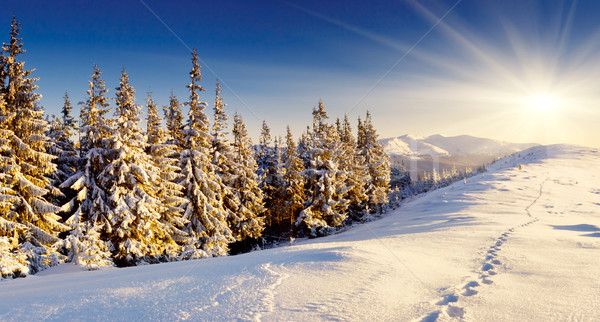 Iarnă frumos panoramă zăpadă acoperit copaci Imagine de stoc © Leonidtit