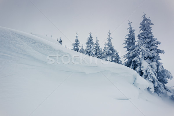 Hiver fantastique paysage parc Ukraine Europe [[stock_photo]] © Leonidtit