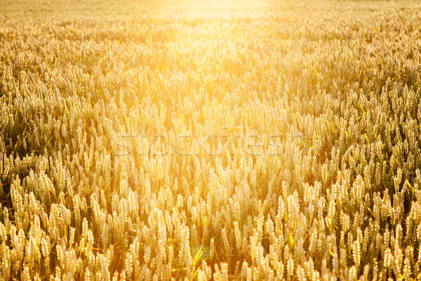 Buğday olgun kulaklar Ukrayna Avrupa Stok fotoğraf © Leonidtit