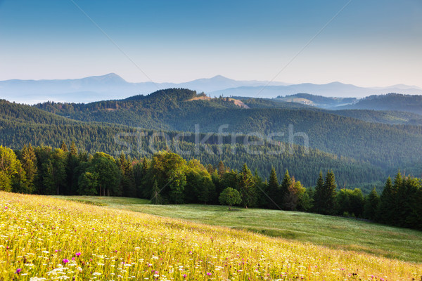 Yaz güzel dağ manzara Ukrayna Stok fotoğraf © Leonidtit