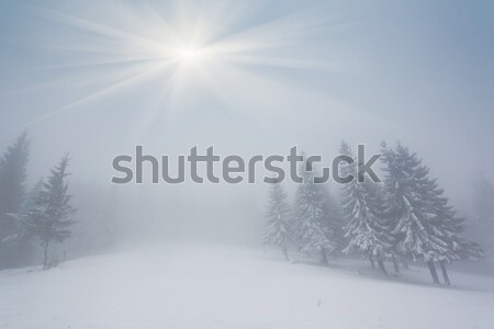 winter Stock photo © Leonidtit