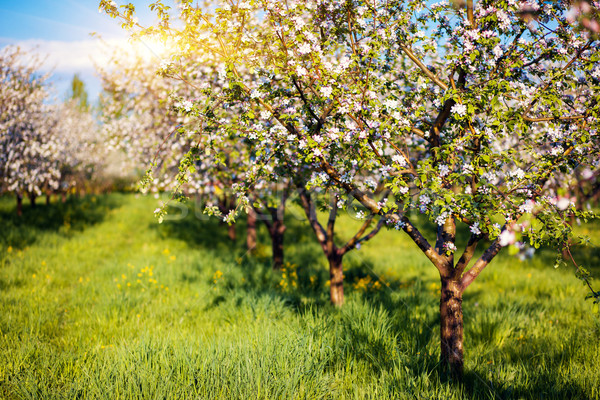 Pommier floraison verger de pommiers printemps Ukraine Europe [[stock_photo]] © Leonidtit