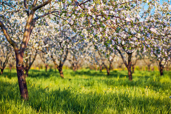 Pommier floraison verger de pommiers printemps Ukraine Europe [[stock_photo]] © Leonidtit