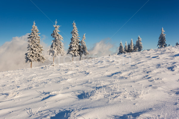 Winter ijzig hemel zon landschap Stockfoto © Leonidtit