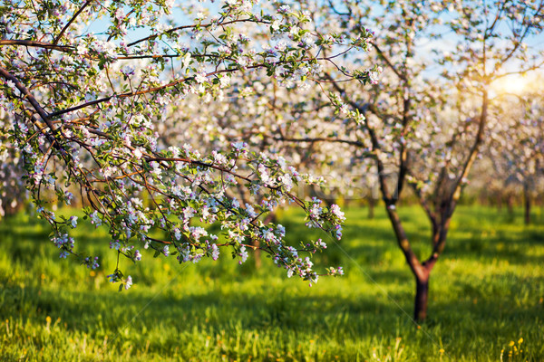 Almafa virágzó alma gyümölcsös tavasz Ukrajna Európa Stock fotó © Leonidtit