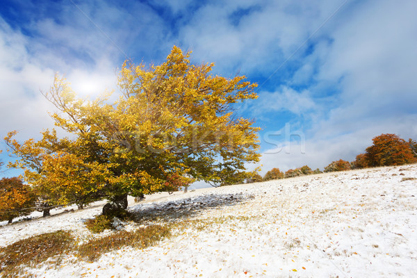 Dağ manzara güzel renkli sonbahar yaprakları orman Stok fotoğraf © Leonidtit