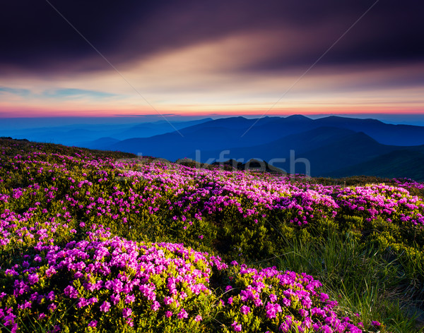 çiçek büyü pembe çiçekler karanlık mavi gökyüzü Stok fotoğraf © Leonidtit