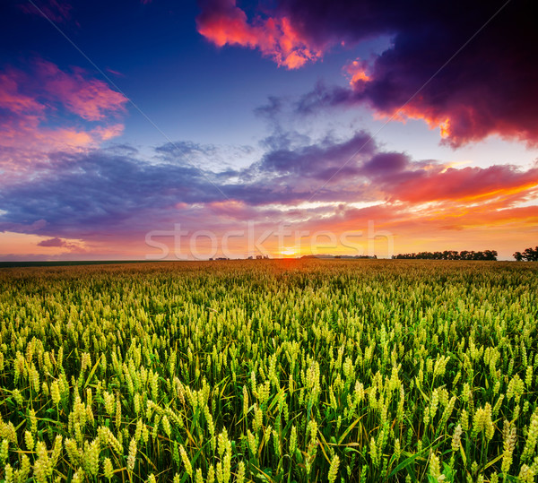 Domaine fantastique coucher du soleil coloré ciel [[stock_photo]] © Leonidtit