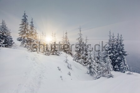 Invierno hermosa paisaje nieve cubierto árboles Foto stock © Leonidtit