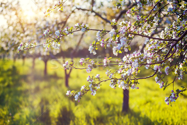 Pommier floraison verger de pommiers printemps Ukraine Europe [[stock_photo]] © Leonidtit