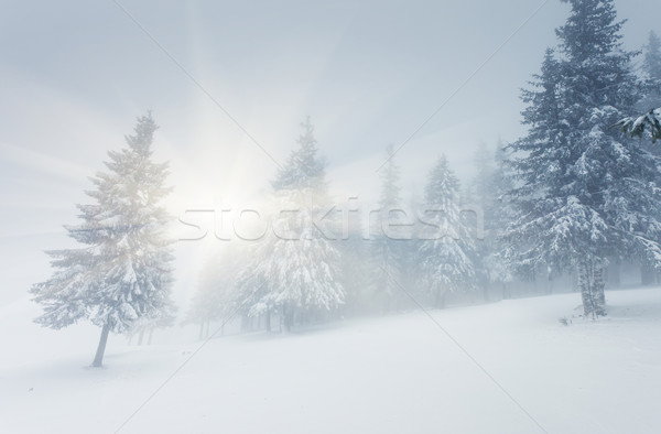 Stock fotó: Tél · gyönyörű · tájkép · hó · fedett · fák