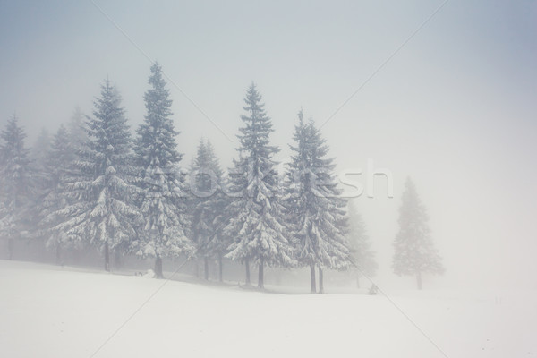 Inverno bella panorama neve coperto alberi Foto d'archivio © Leonidtit