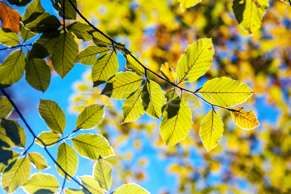Najaar heldere kleurrijk bladeren bos Stockfoto © Leonidtit