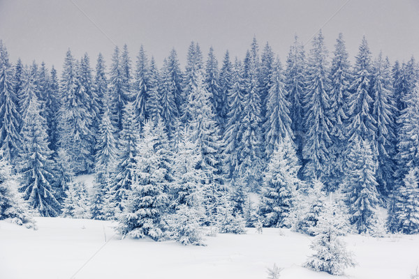 Tél fantasztikus tájkép park Ukrajna Európa Stock fotó © Leonidtit