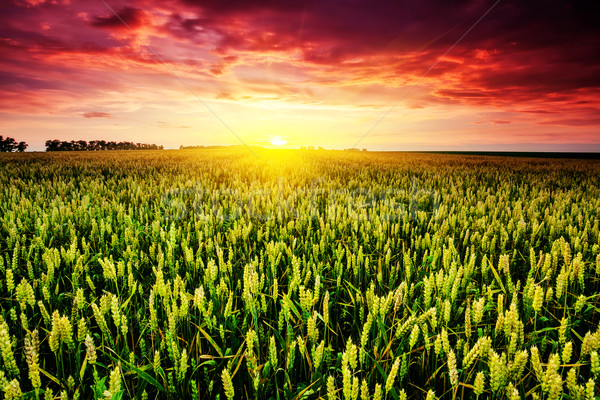 Campo fantástico campo de trigo pôr do sol colorido céu Foto stock © Leonidtit