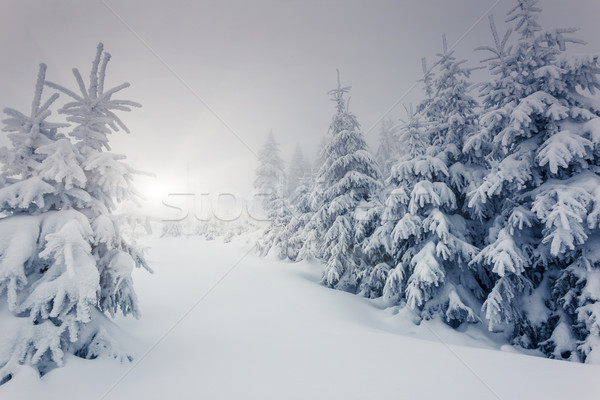 Hiver fantastique paysage parc Ukraine Europe [[stock_photo]] © Leonidtit