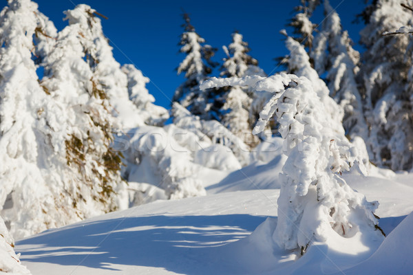 冬 冷ややかな 山 空 ツリー ストックフォト © Leonidtit