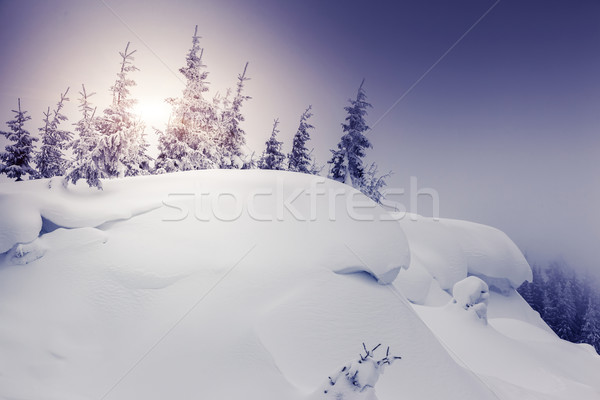 Winter fantastisch Landschaft Park Ukraine Europa Stock foto © Leonidtit