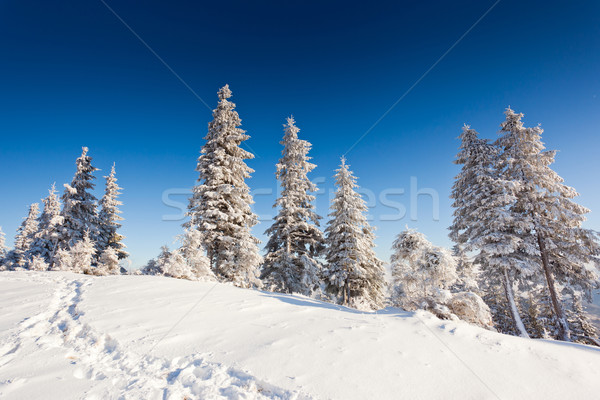 Winter ijzig hemel zon landschap Stockfoto © Leonidtit