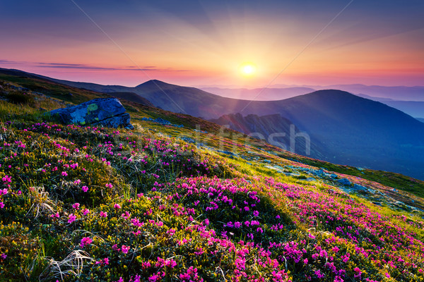 Bloem magie roze bloemen zomer berg Stockfoto © Leonidtit