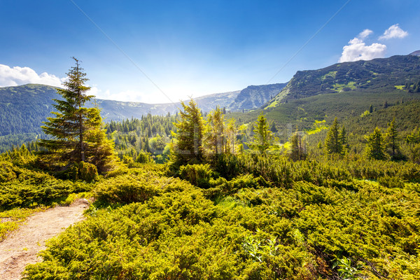 Verão belo montanha paisagem Ucrânia Foto stock © Leonidtit