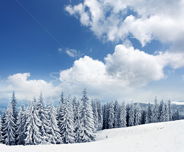 Iarnă frumos peisaj zăpadă acoperit copaci Imagine de stoc © Leonidtit
