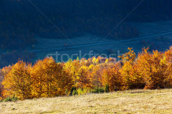 Automne majestueux matin montagne paysage coloré [[stock_photo]] © Leonidtit