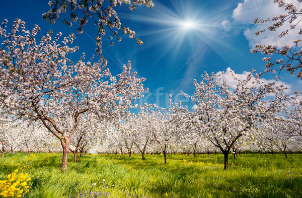 Pommier floraison verger de pommiers printemps Ukraine Europe [[stock_photo]] © Leonidtit