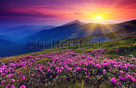 Berg Landschaft Magie rosa Blumen Sommer Stock foto © Leonidtit