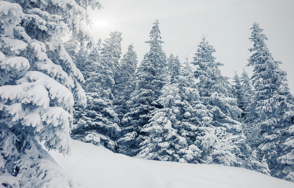 Invierno fantástico paisaje parque Ucrania Europa Foto stock © Leonidtit