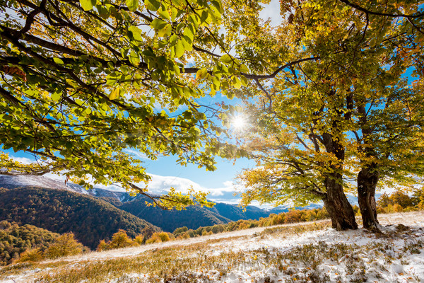 Sonbahar güzel renkli sonbahar yaprakları orman Ukrayna Stok fotoğraf © Leonidtit