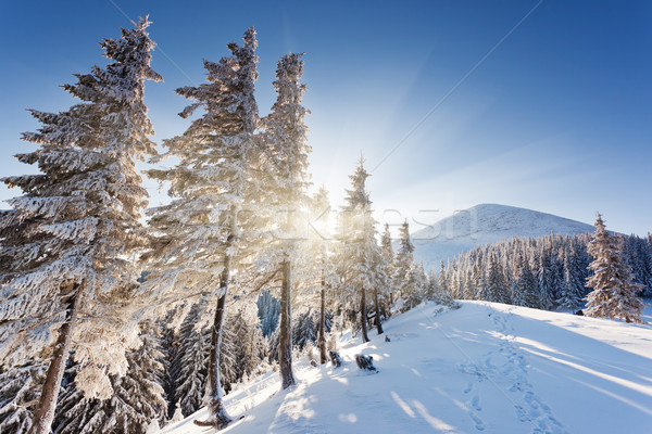 Winter ijzig hemel zon landschap Stockfoto © Leonidtit
