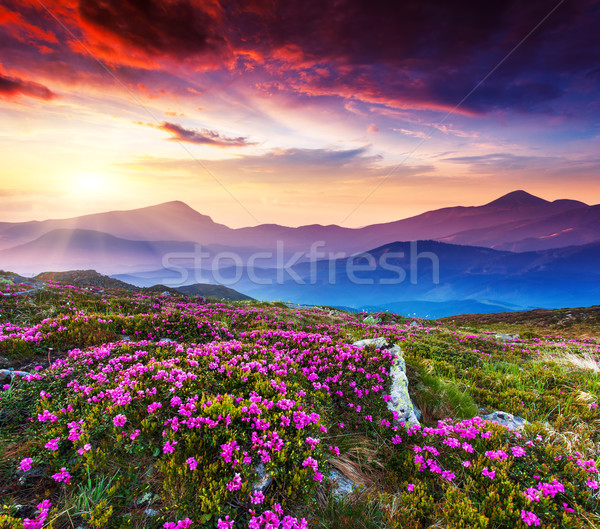 Flor magia rosa flores verão montanha Foto stock © Leonidtit