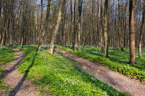 Foresta strada sterrata campo di fiori primavera sole estate Foto d'archivio © Leonidtit