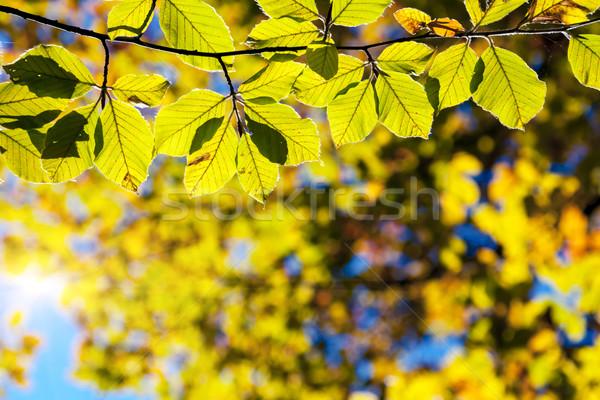 Otono brillante colorido hojas forestales Foto stock © Leonidtit