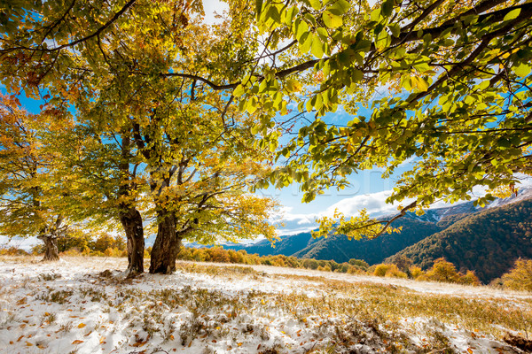 Sonbahar güzel renkli sonbahar yaprakları orman Ukrayna Stok fotoğraf © Leonidtit