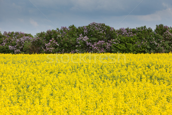 Campo flores Óleo blue sky nuvens árvore Foto stock © Leonidtit