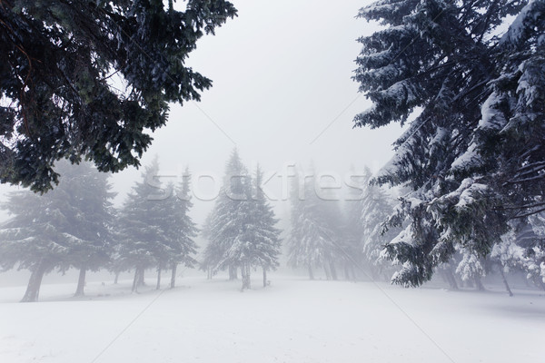 Hiver belle paysage neige couvert arbres [[stock_photo]] © Leonidtit