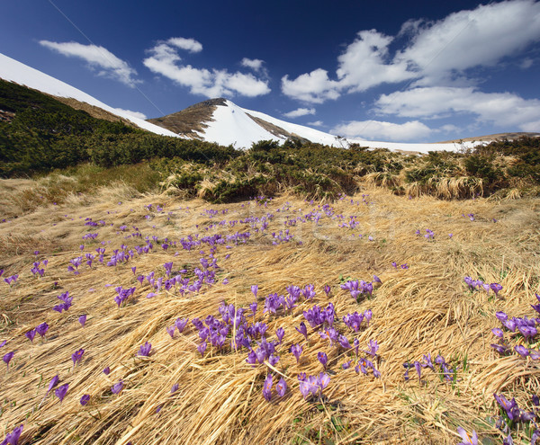 Foto stock: Primavera · montanhas · primavera · céu · flor