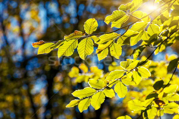 Herbst hellen farbenreich Blätter Niederlassungen Wald Stock foto © Leonidtit