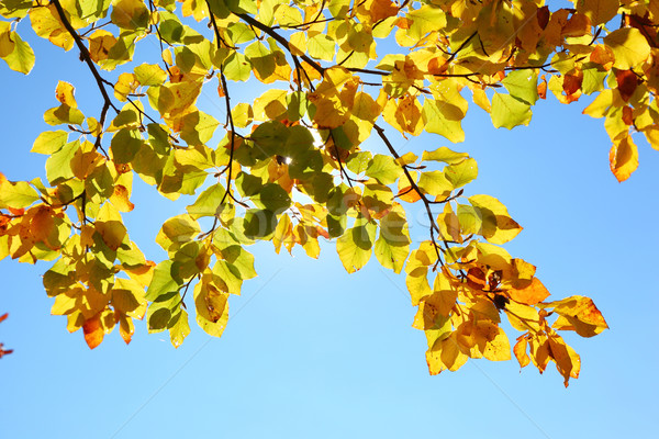 [[stock_photo]]: Laisse · lumineuses · coloré · automne · forêt