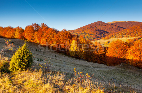 Najaar majestueus ochtend berg landschap kleurrijk Stockfoto © Leonidtit