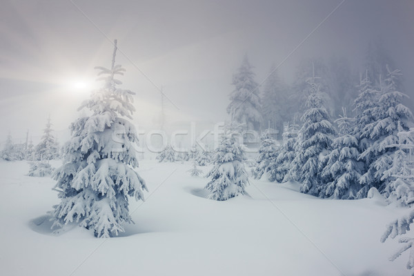 Inverno fantastico panorama parco Ucraina Europa Foto d'archivio © Leonidtit