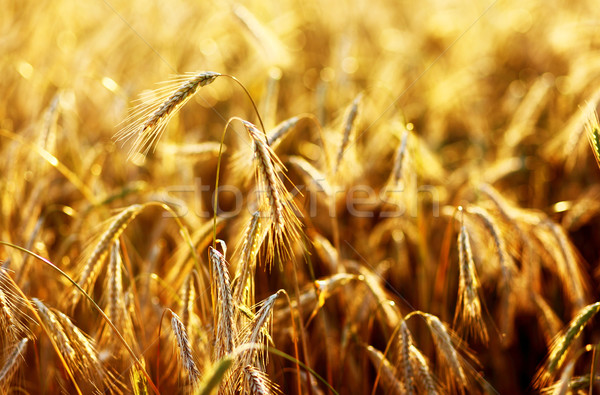 Grano maturo orecchie Ucraina Europa Foto d'archivio © Leonidtit