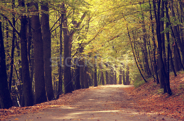 Façon lumineuses automne forêt route [[stock_photo]] © Leonidtit