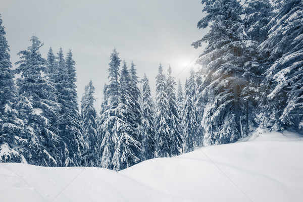 Inverno fantastico panorama parco Ucraina Europa Foto d'archivio © Leonidtit