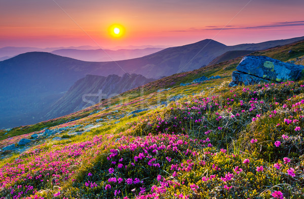 Bloem magie roze bloemen zomer berg Stockfoto © Leonidtit