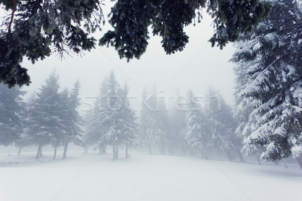 Iarnă frumos peisaj zăpadă acoperit copaci Imagine de stoc © Leonidtit
